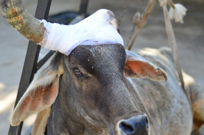 cow