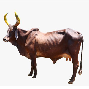Desi Cow