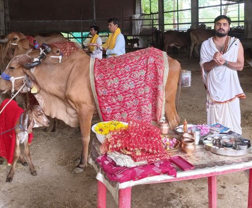 Gau Daan