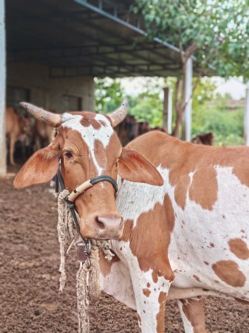 Veterinary services for gau mata